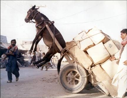 donkey-cart donkey-cart